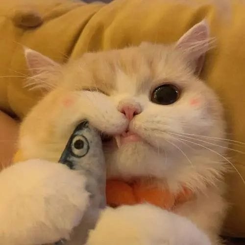 Trần Thùy Trang avatar