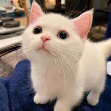 Lê Văn Công avatar